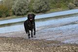 LABRADOR 156